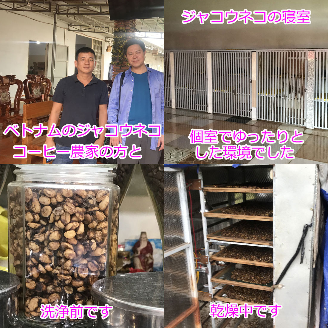 コーヒー 世界最高級 高級 kopi luwak コピ・ルアク コピ・ルアック コピルアク コピルアック ジャコウネコ じゃこうねこ ジャコウネココーヒー シベットコーヒー ウィーゼルコーヒー ベトナムコーヒー 焙煎豆 豆